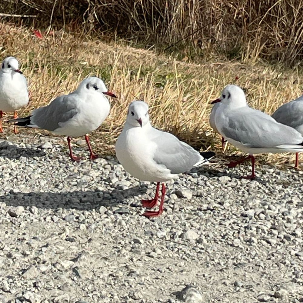 りんこ