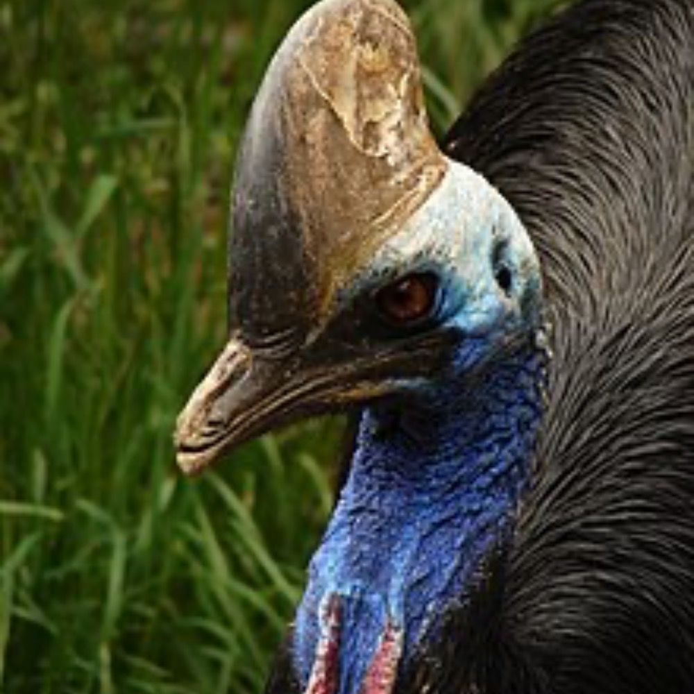 Daily Cassowary