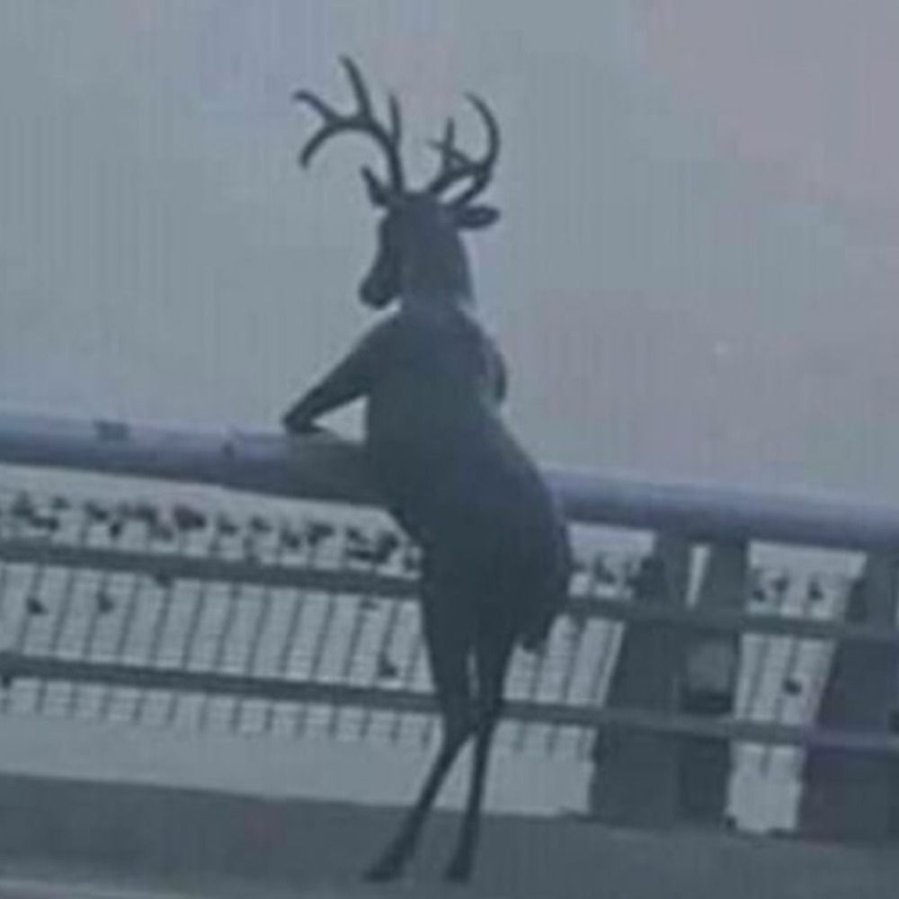 쿵뵤