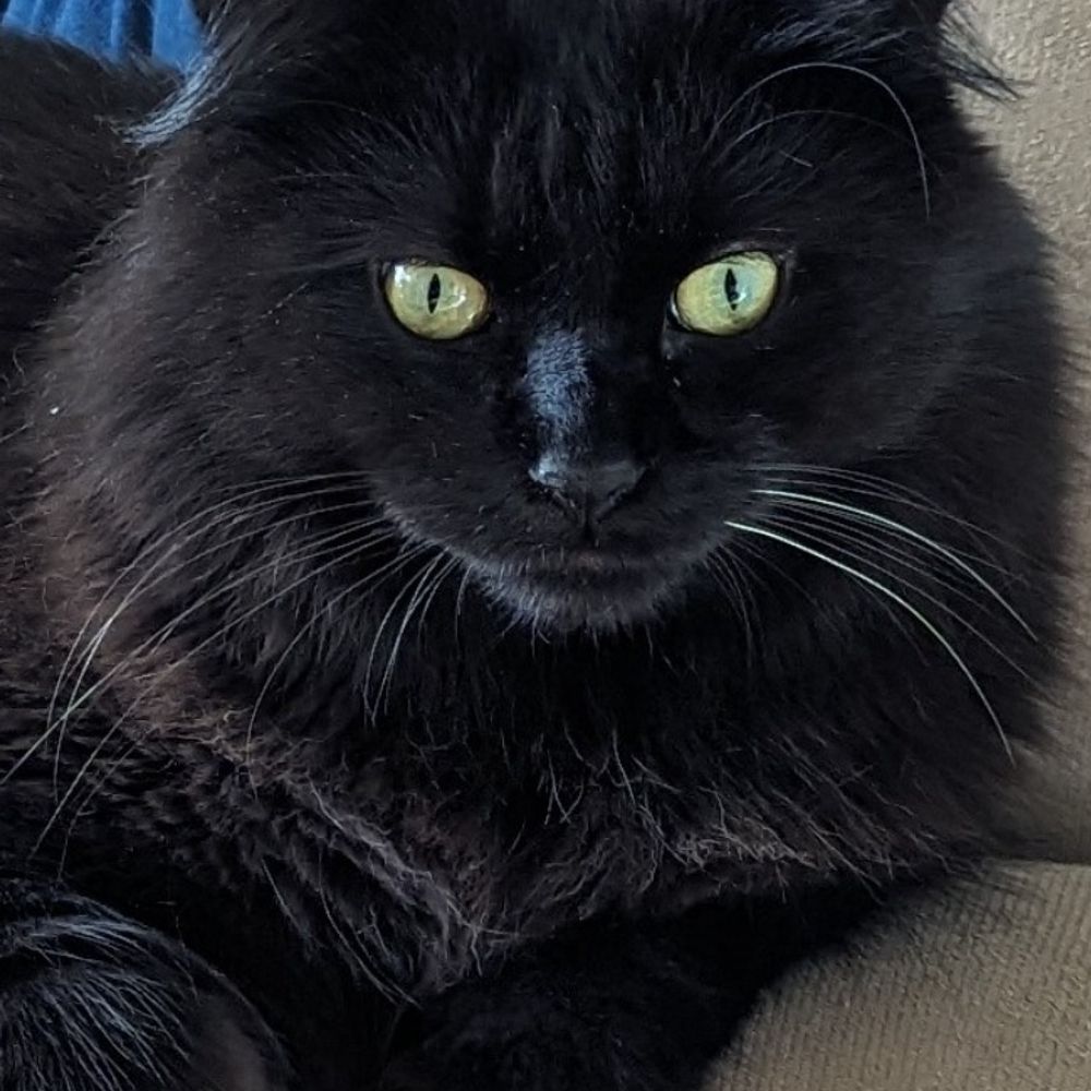 Profile picture jacksonthecat2.bsky.social