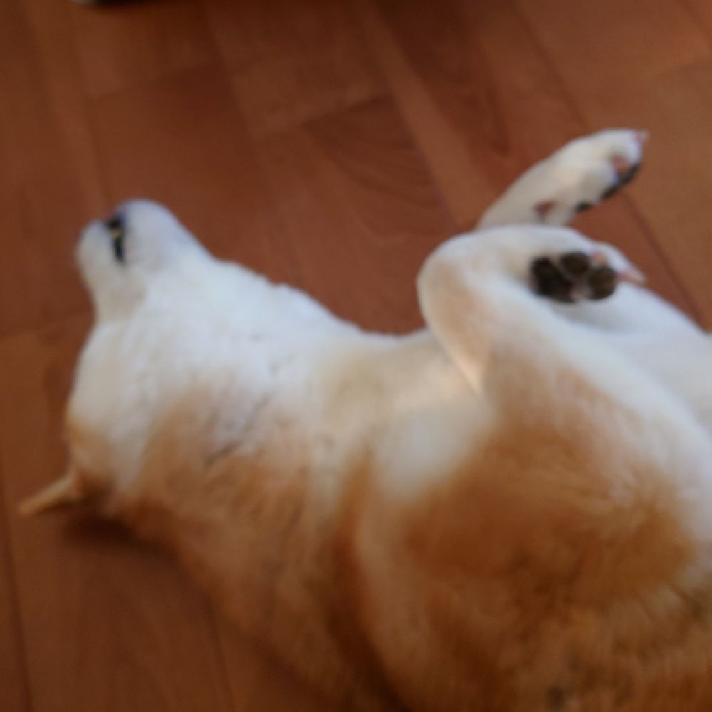 彼は誰時