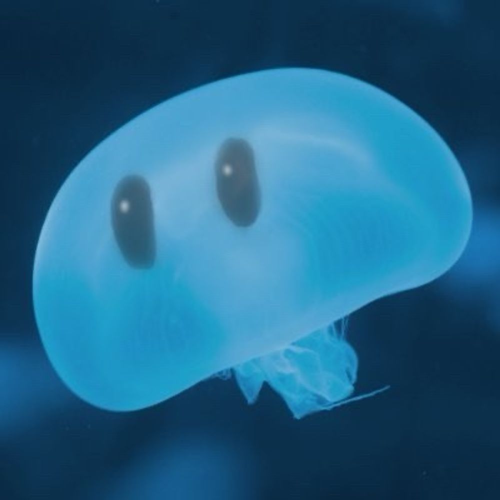 しらっち