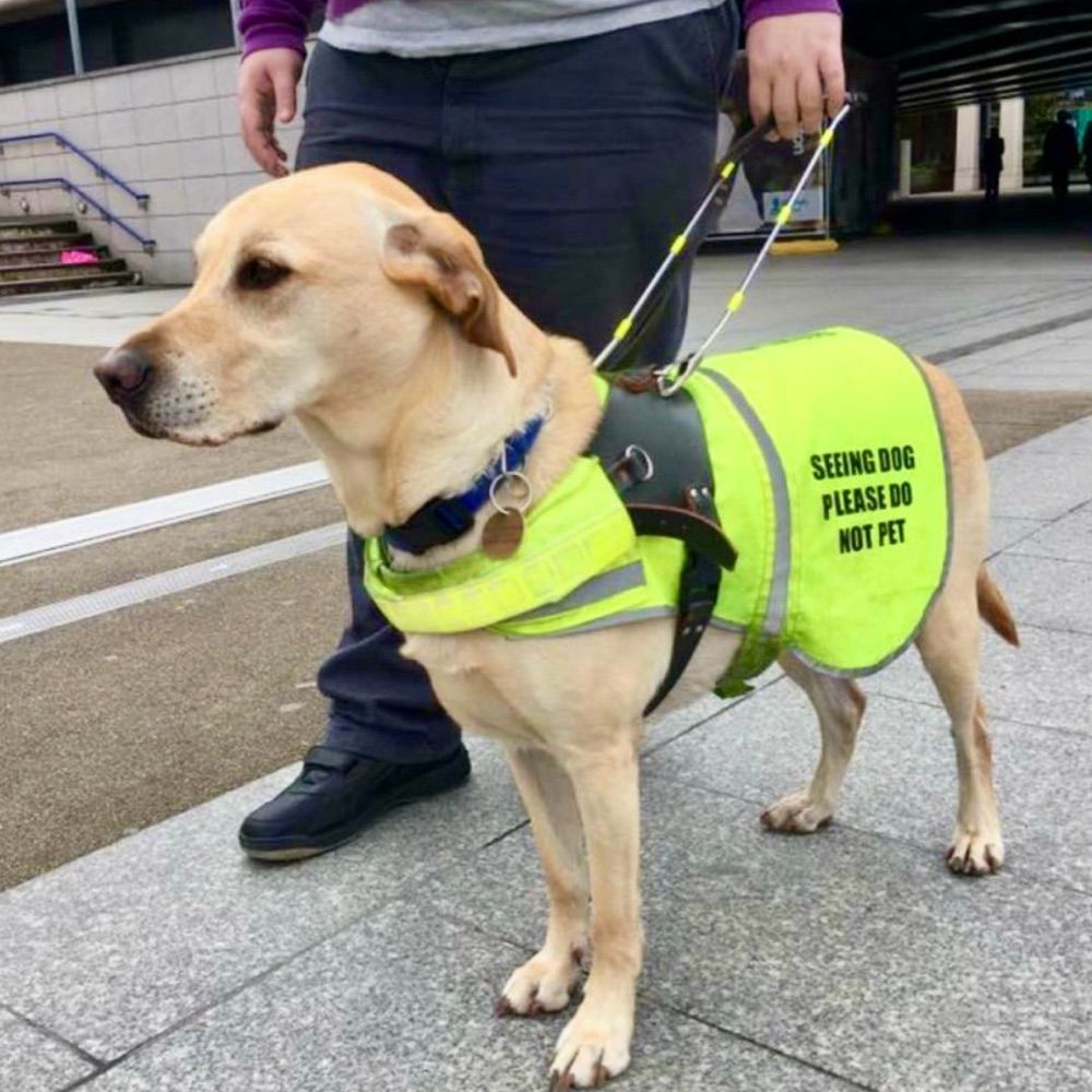 The Seeing Dogs Alliance