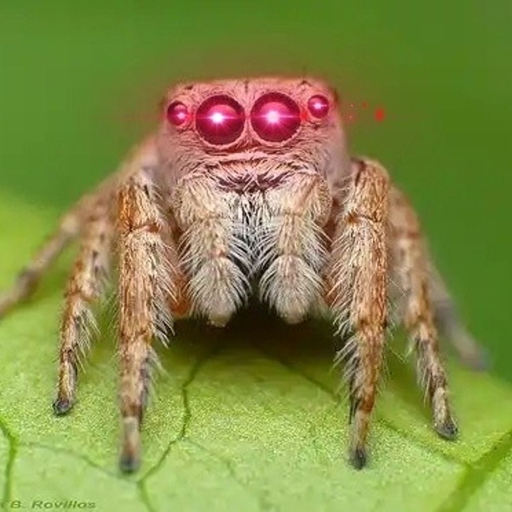 Moon Spider 