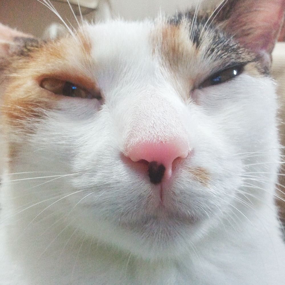 Gongsisaeng