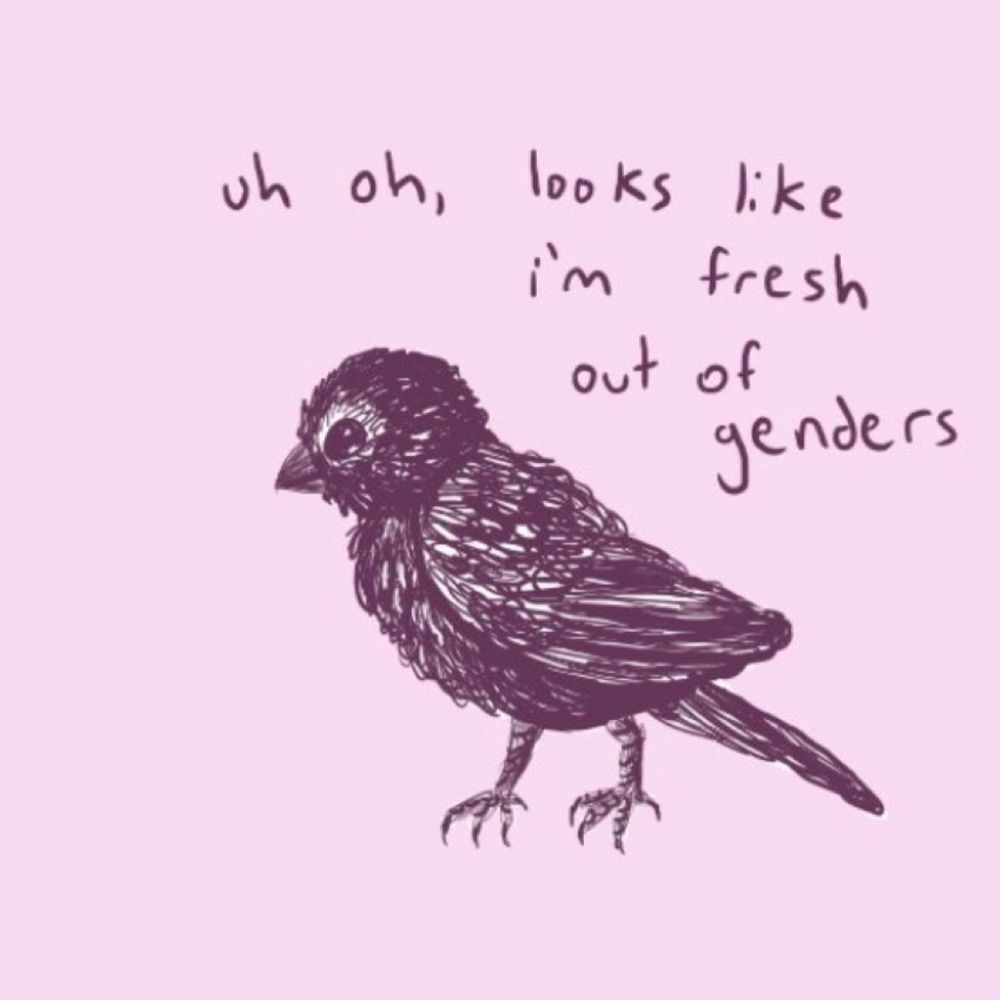 Jackdaw
