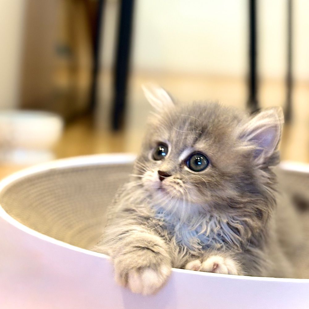 MinuetCat Honey🍯🐾