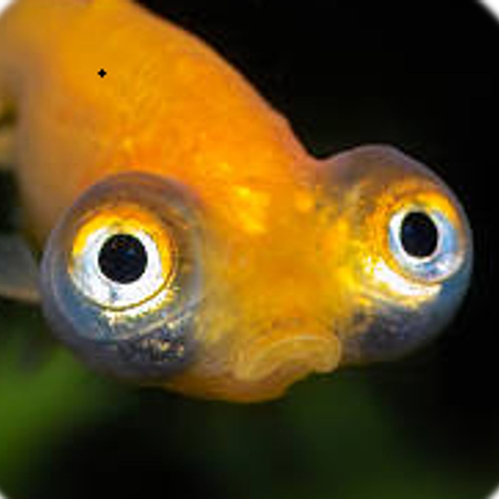 fishyfishe999 (2/3)