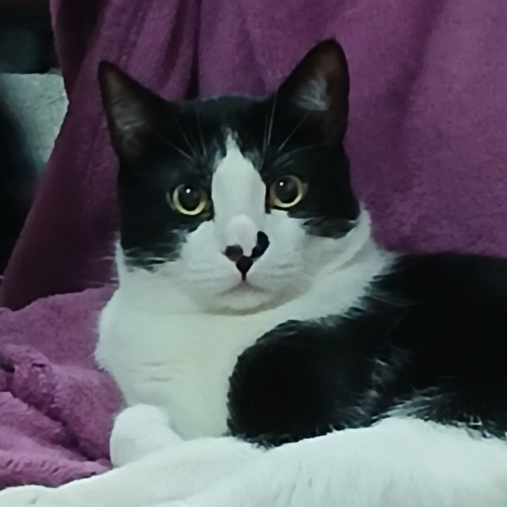 Júlia