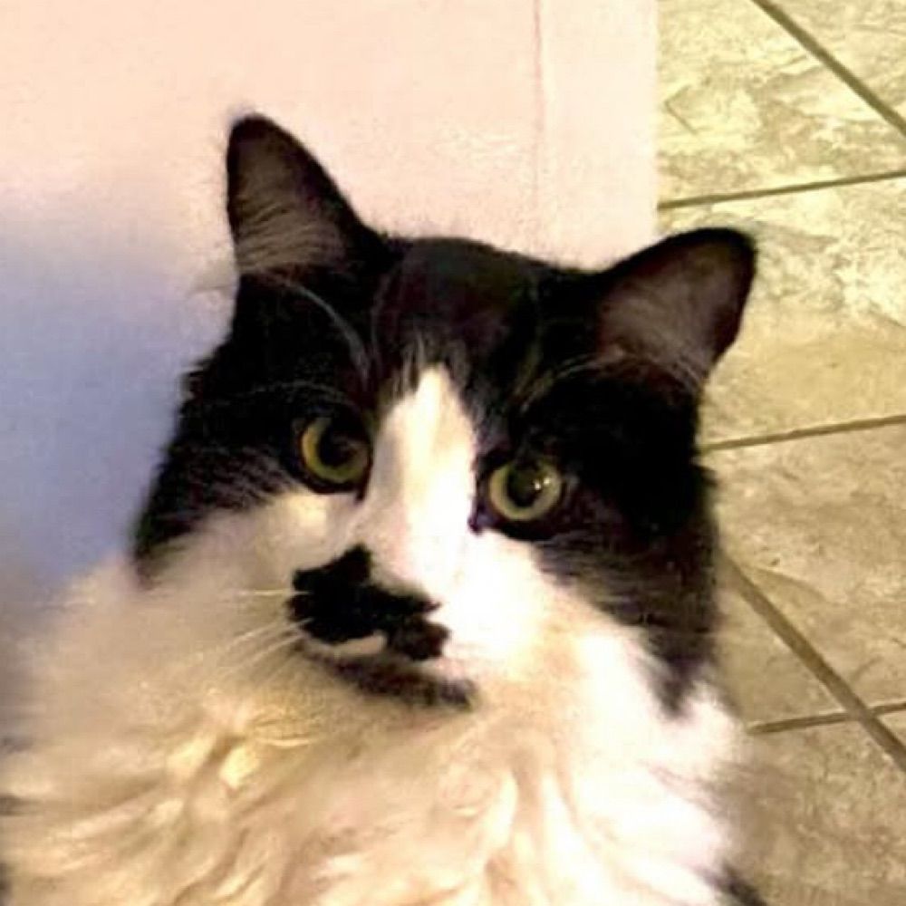 Gomez the Tuxedo Cat