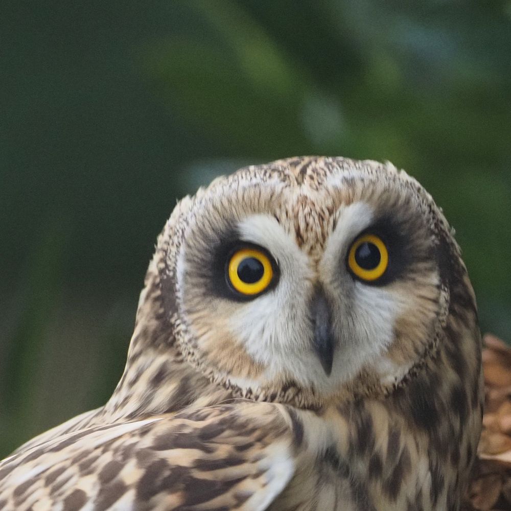 dehortop.bsky.social