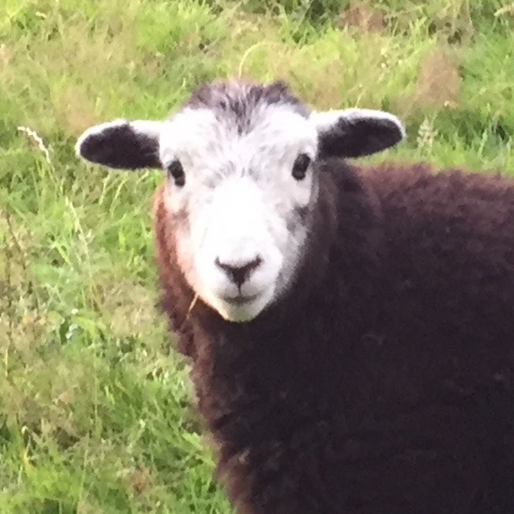 しつじ🐏