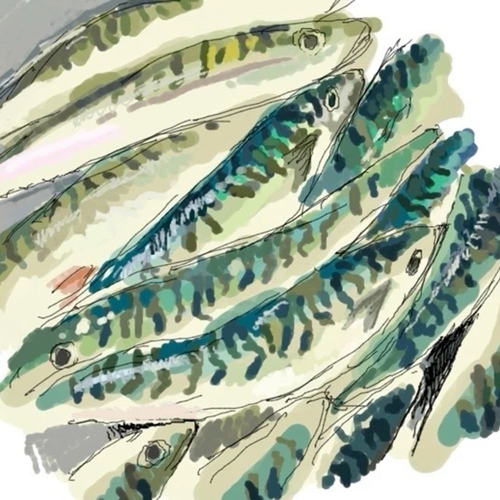 Mackerel