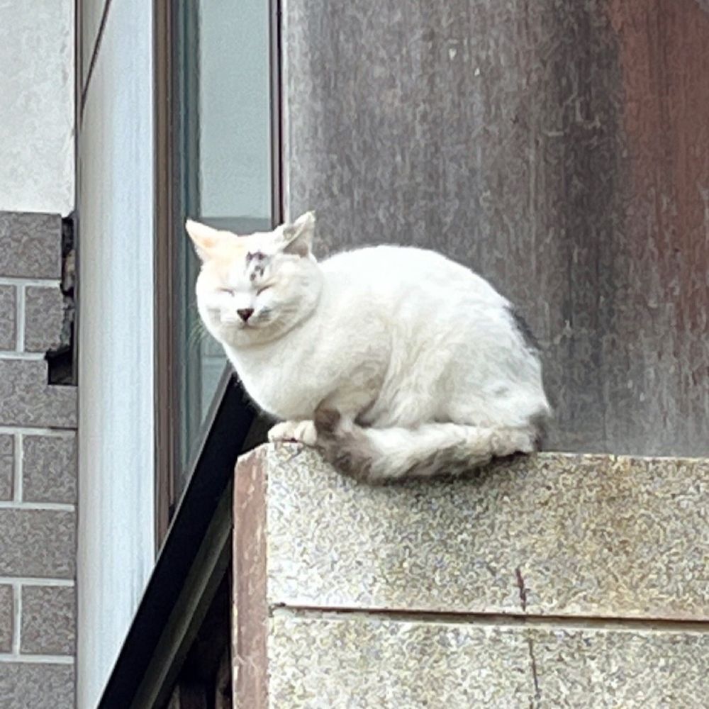 Takada Satomi