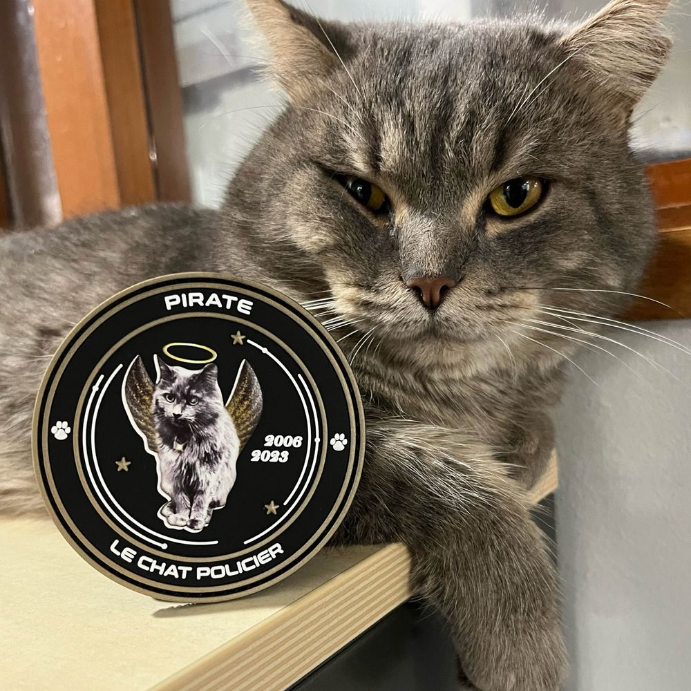 Marin, un chat policier