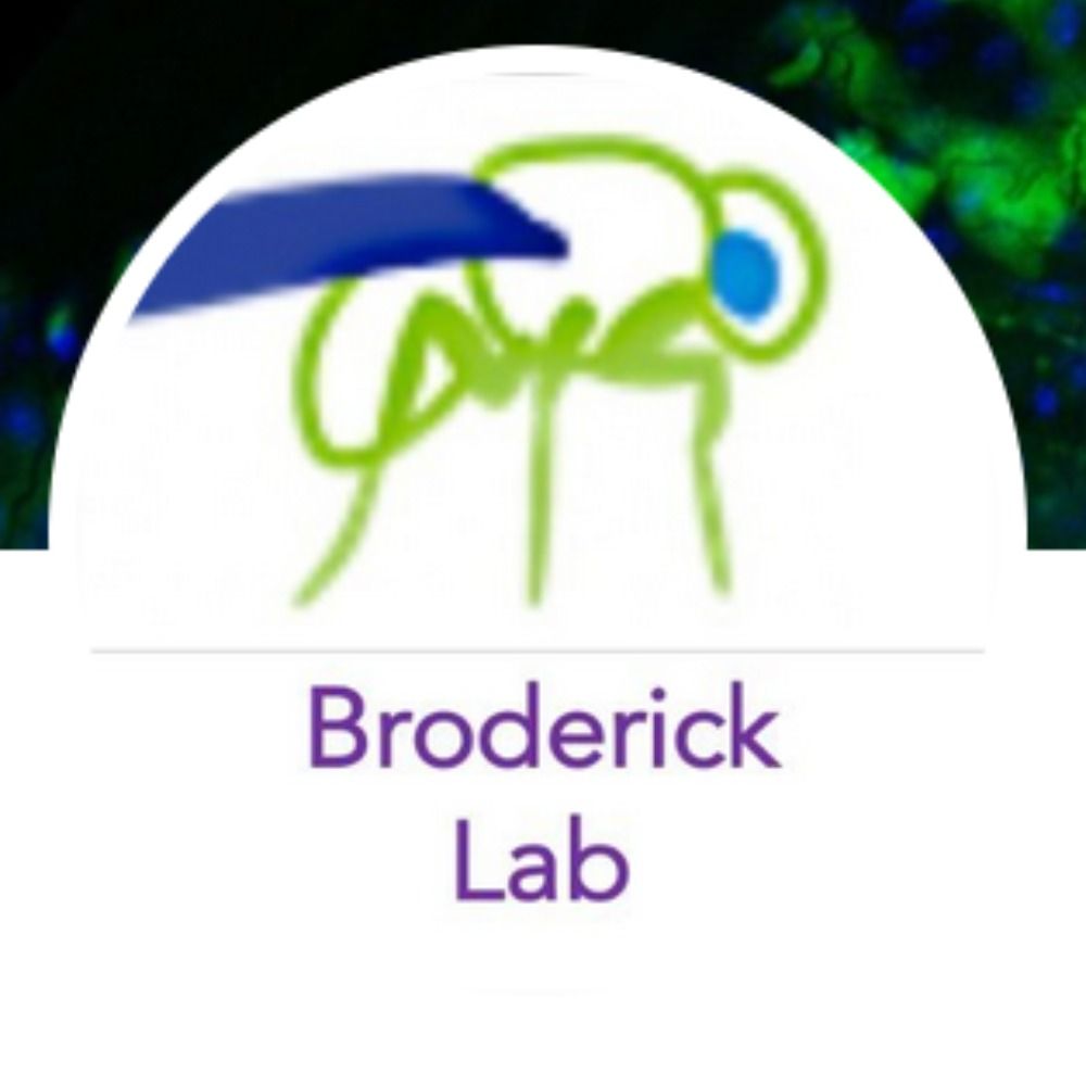 Broderick Fly Lab @JHU