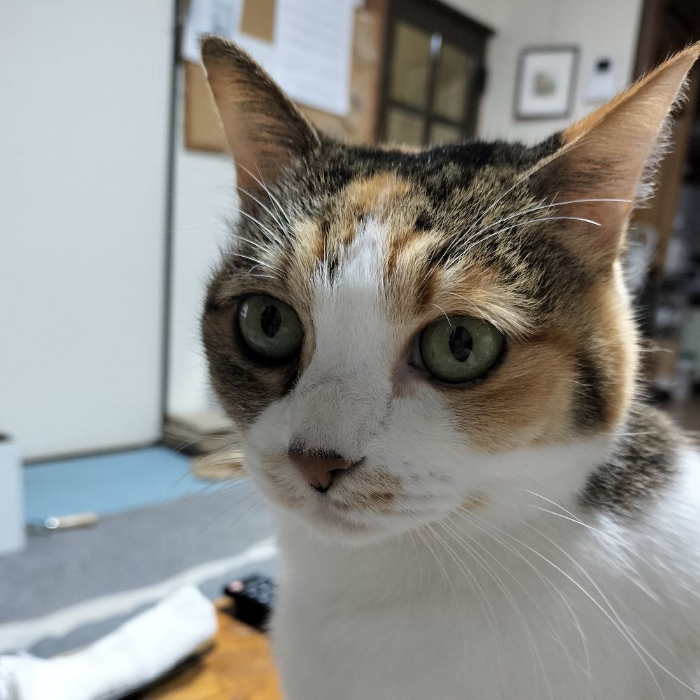 ひよはは