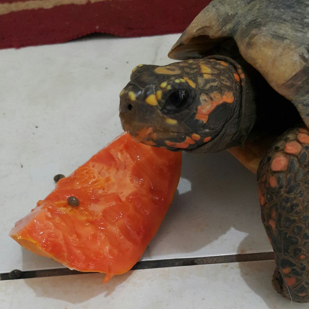 Jabuti com fome