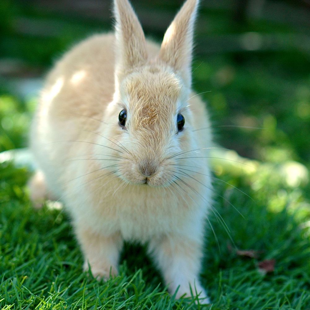 Rabbit Lovers Worldwide 