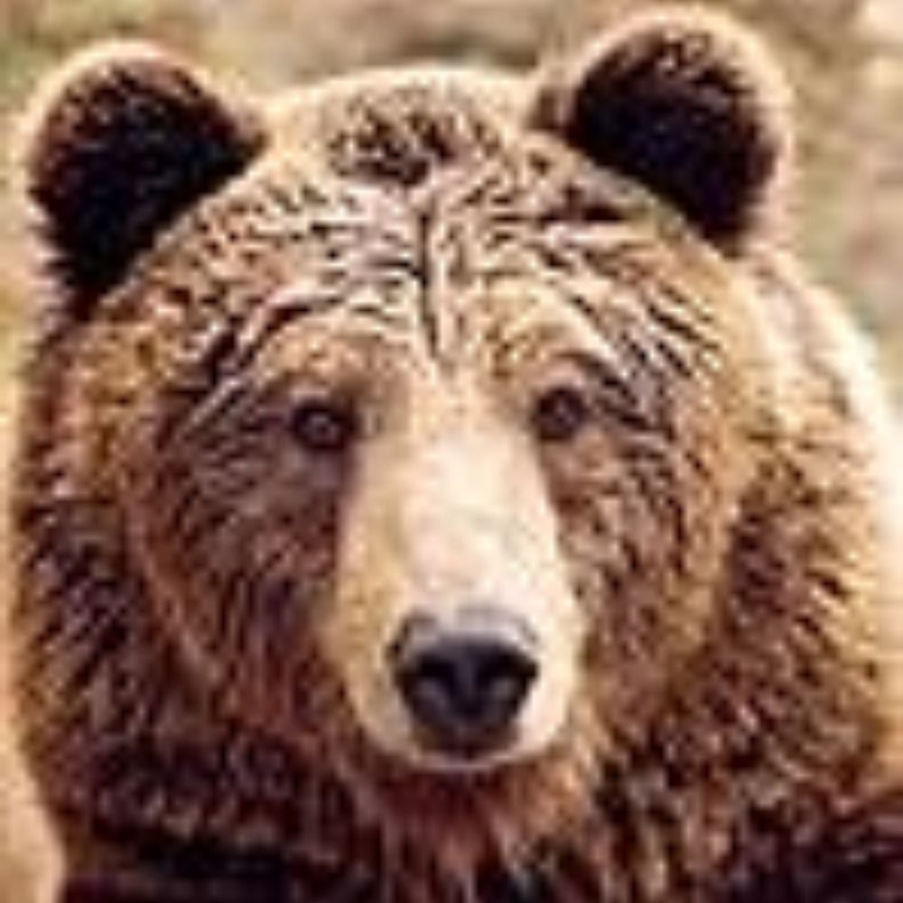 Joe Bear