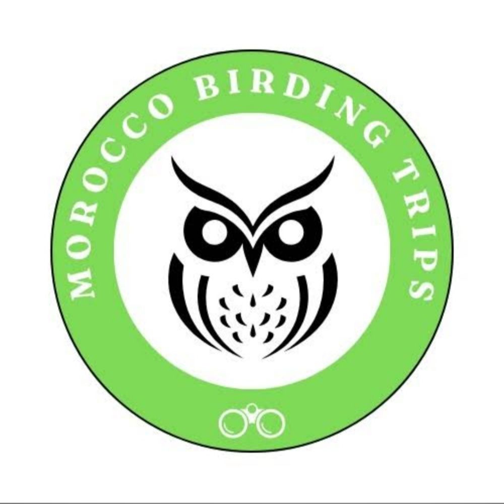 MOROCCO BIRDING TRIPS