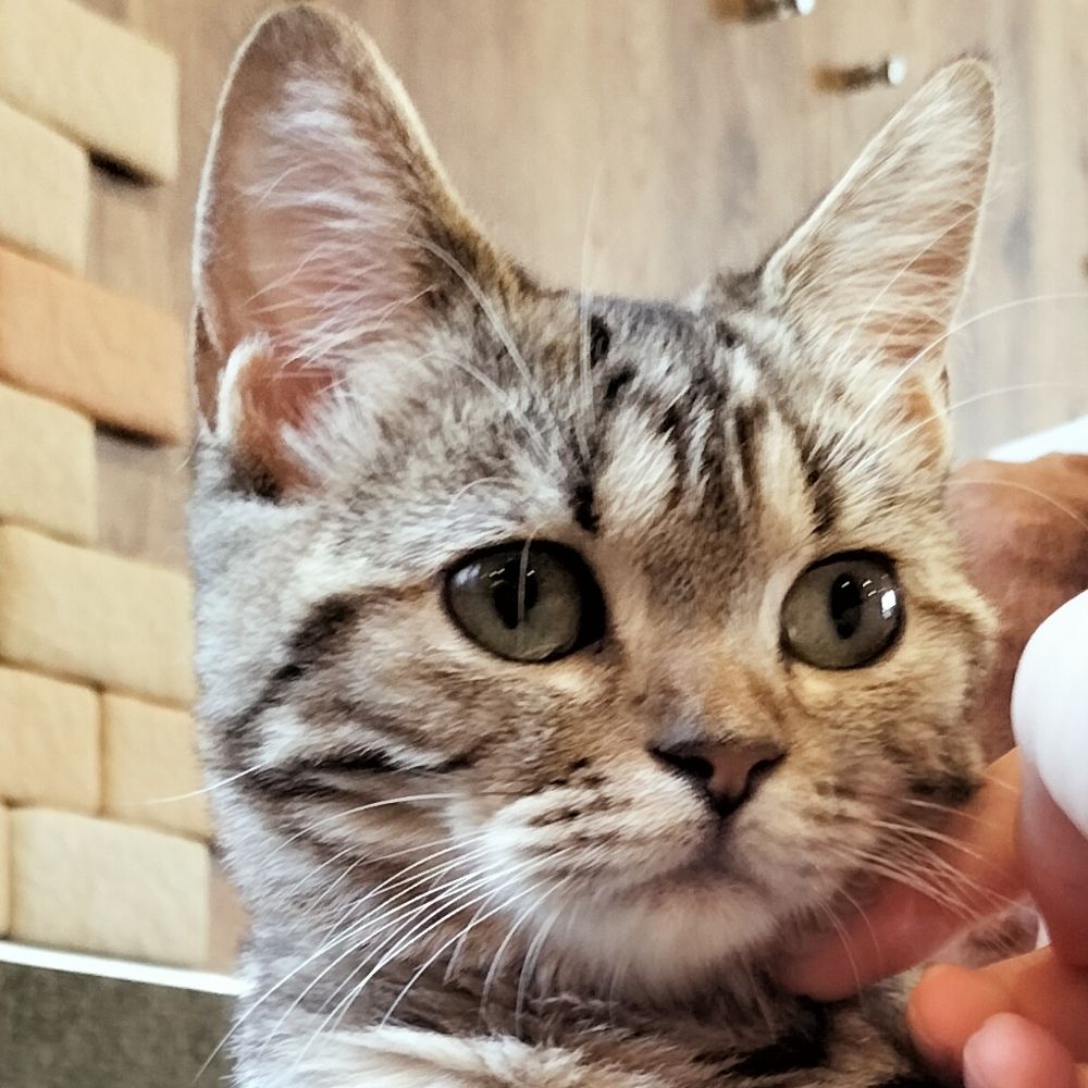 みらう