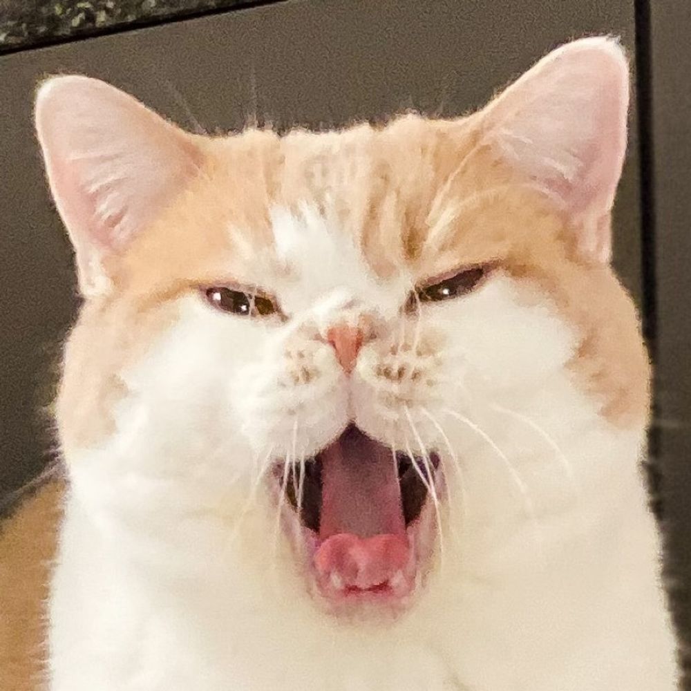 🐈카롱과 요정집사