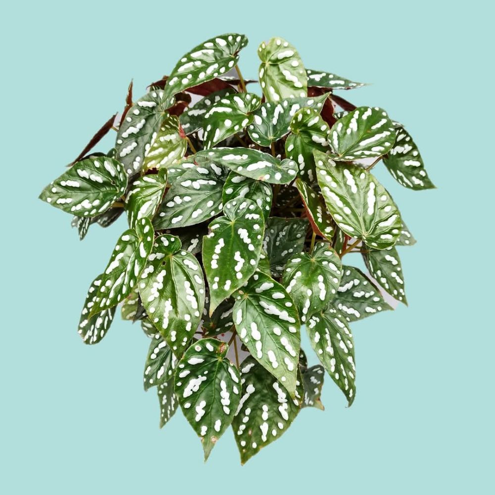 Begonia Weirdo