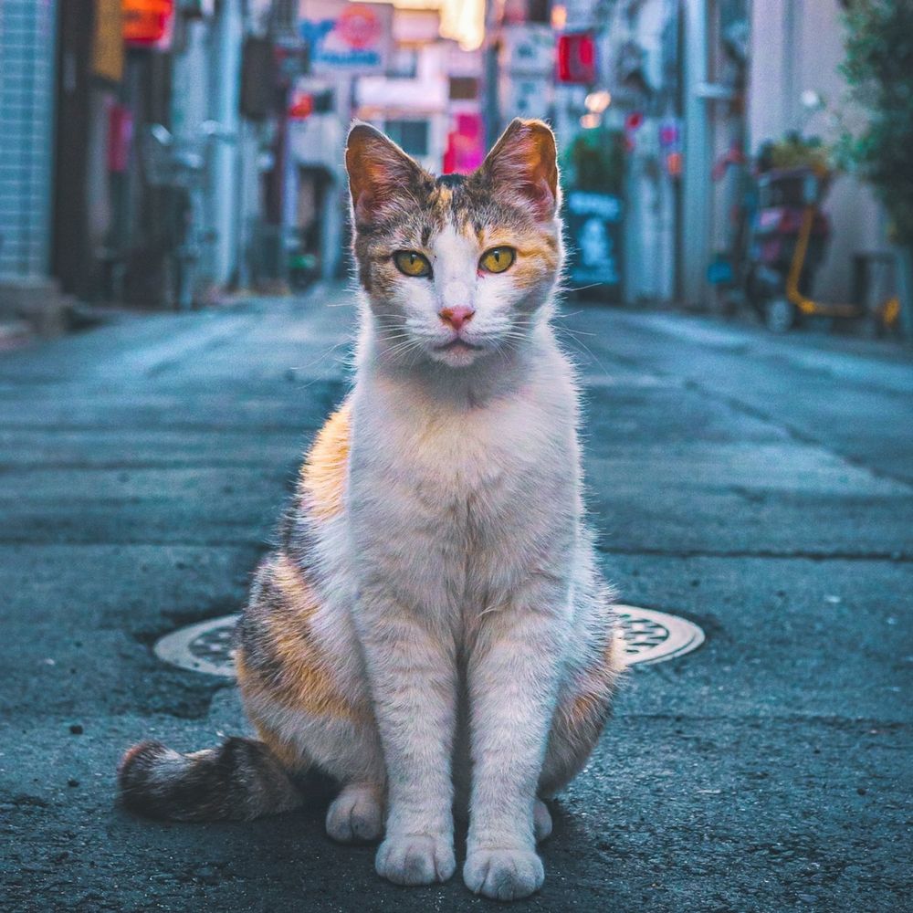 Ryoppi_neko_photo
