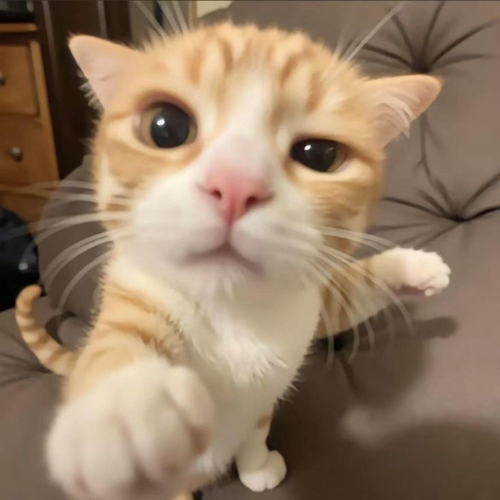 Punch Cat