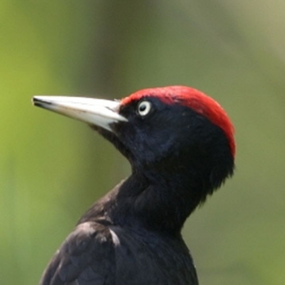 Woodpecker