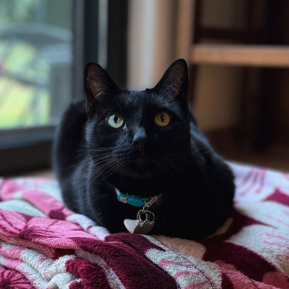 meowmeowmans