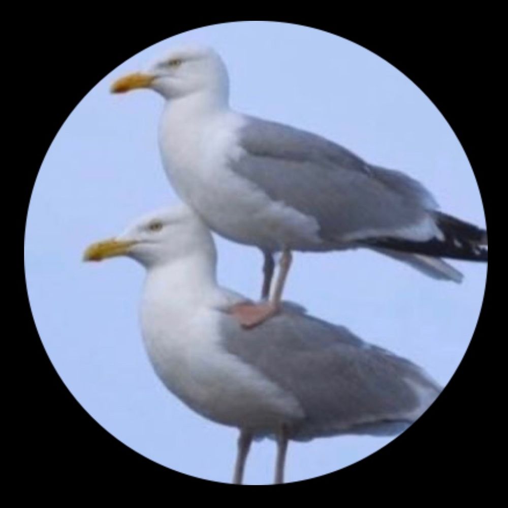 Möwi