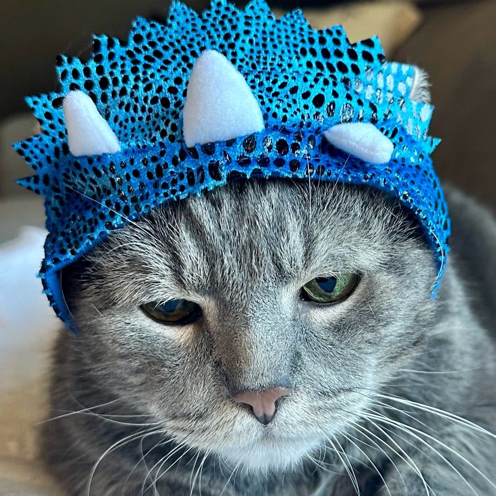 Catness Everdeen