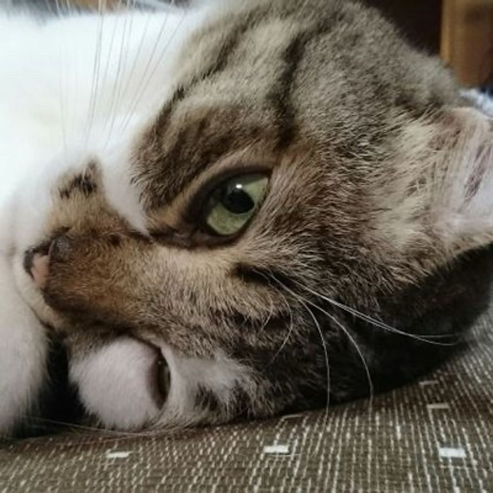 もっちー