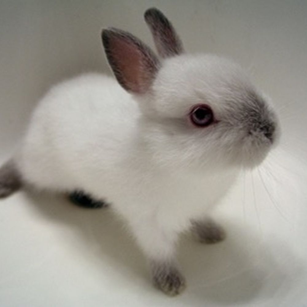 Bunnie 🐰