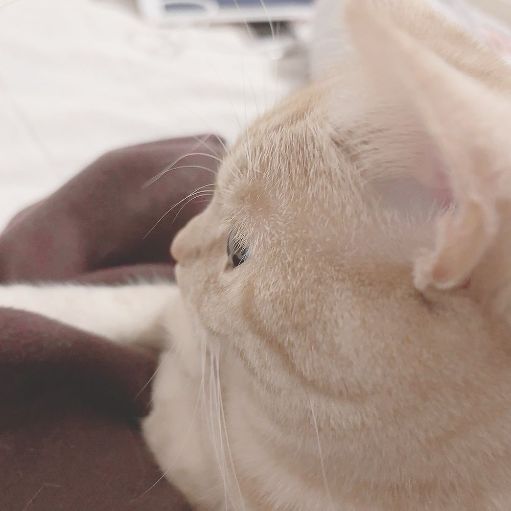 きょち