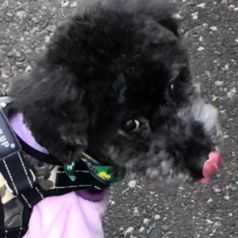 江戸ッ子やで