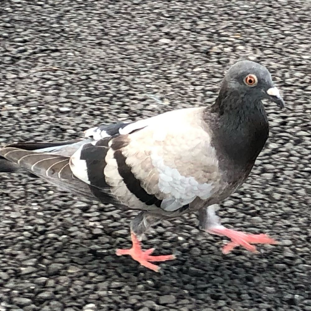鳩