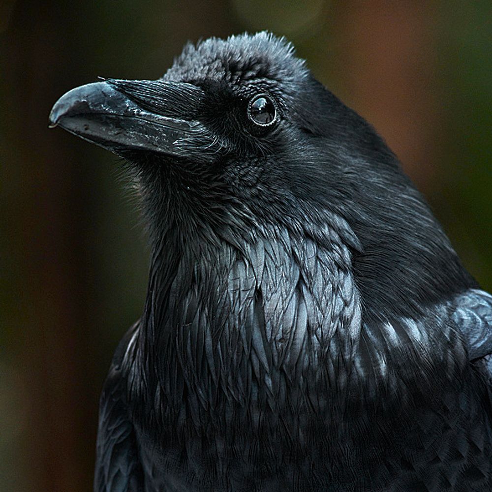 WildRaven