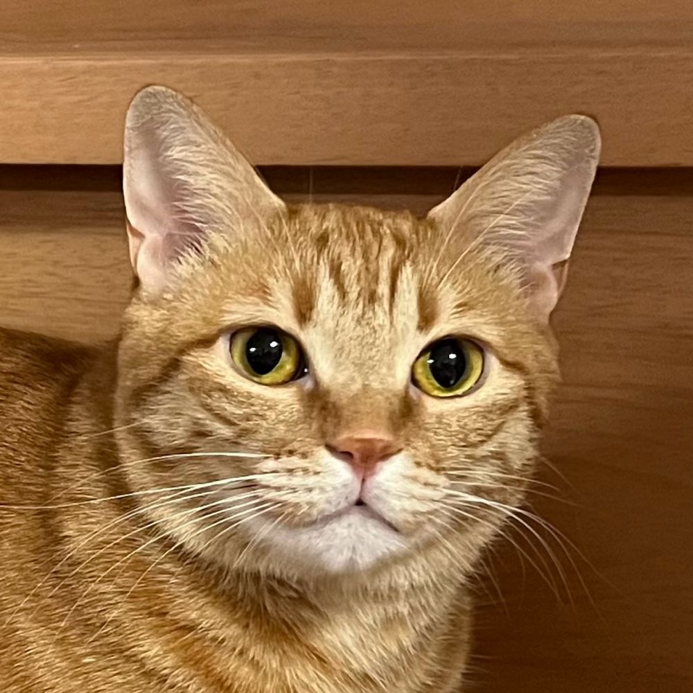 おけいはん🐾