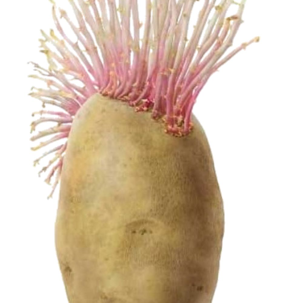 The USA Potato