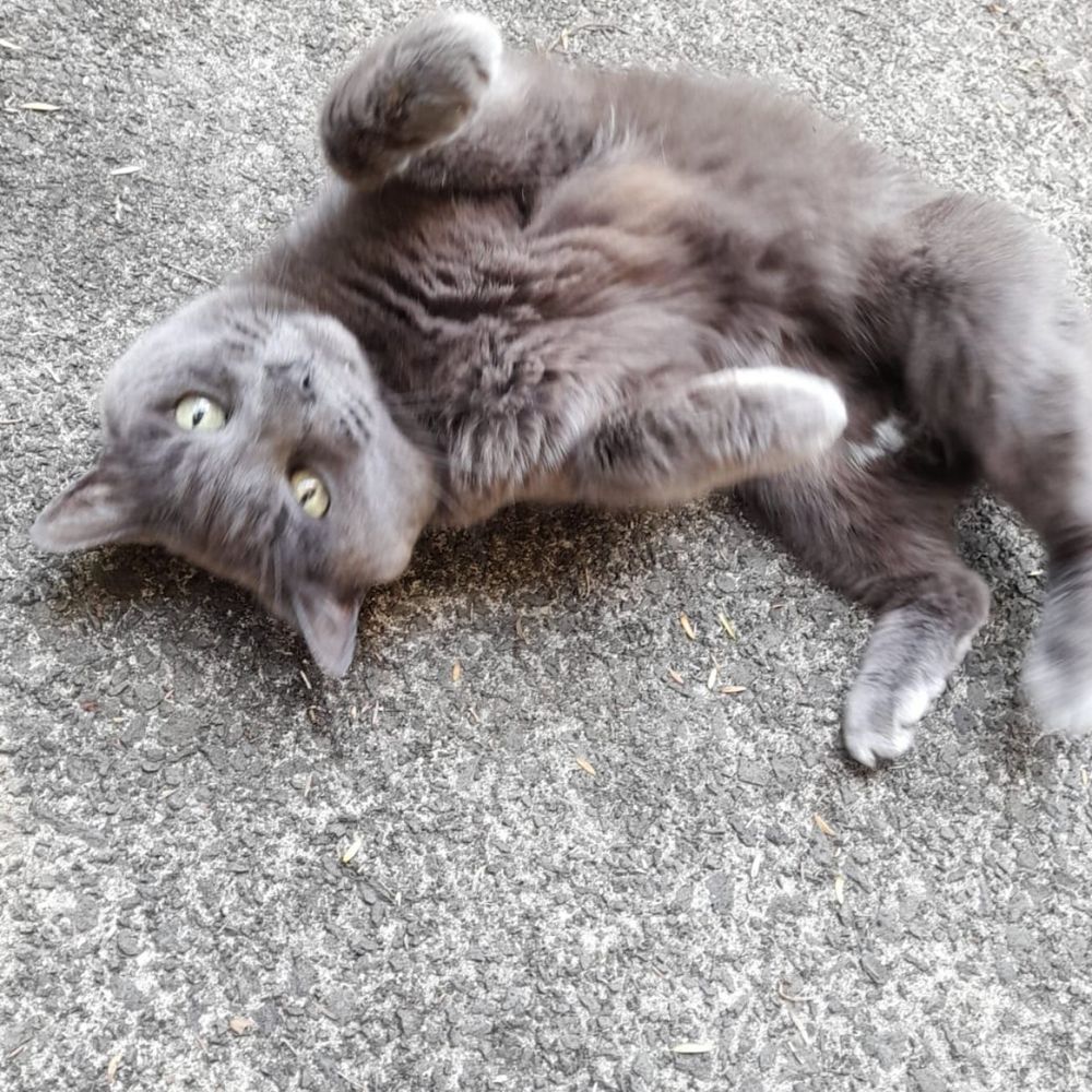 Hero Cat