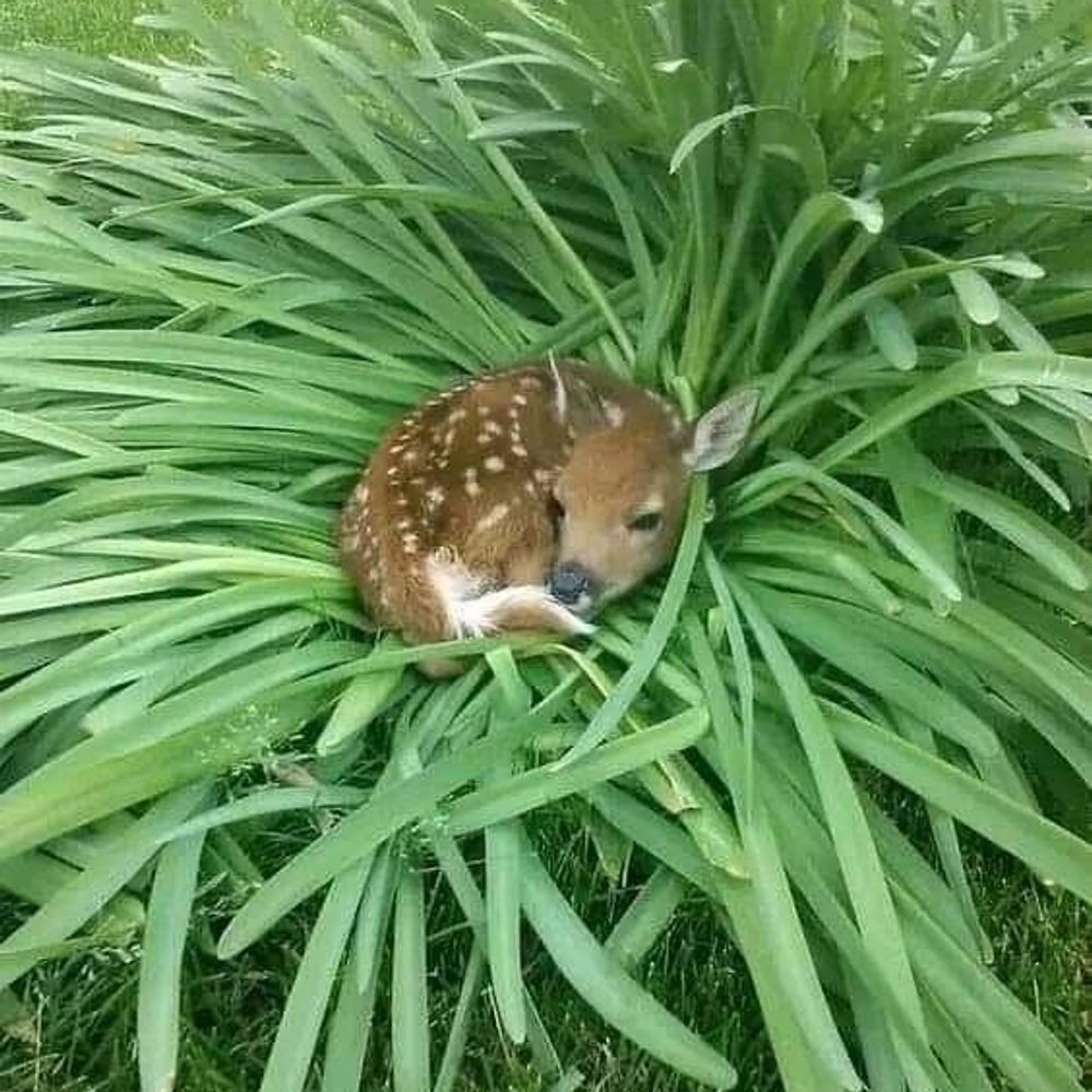 bunny