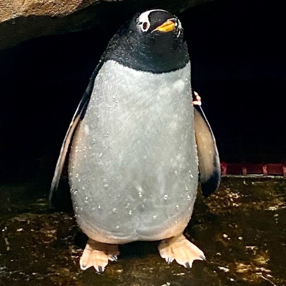 Laigri