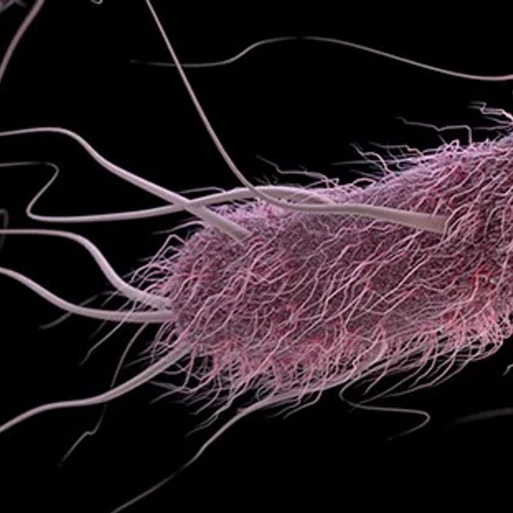 E. coli