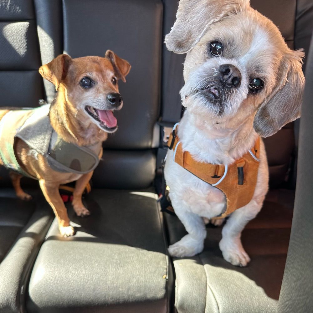 Daisy & Chaos