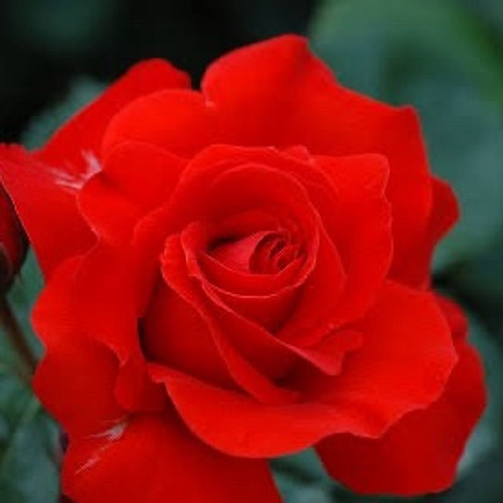赤薔薇