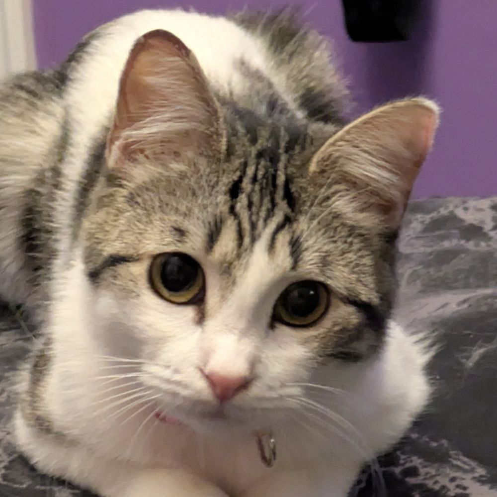 Emma/Nova - shedsky