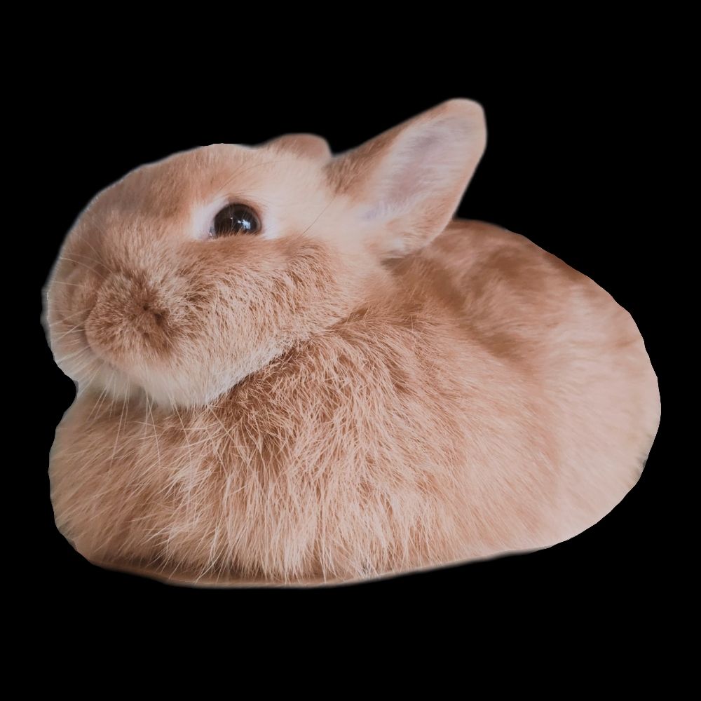 🍤 め あ 🍤